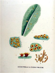 Aecidium primulae — Flora Batava — Volume v18. Free illustration for personal and commercial use.