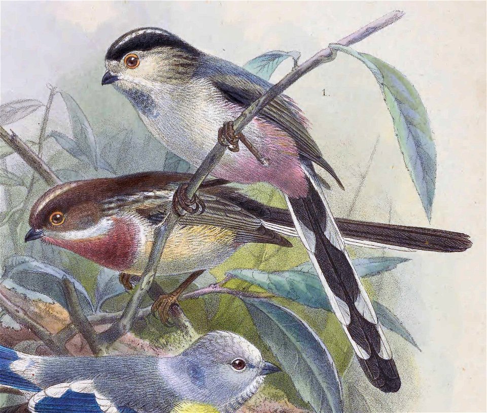 Aegithalos caudatus vinaceus 1889