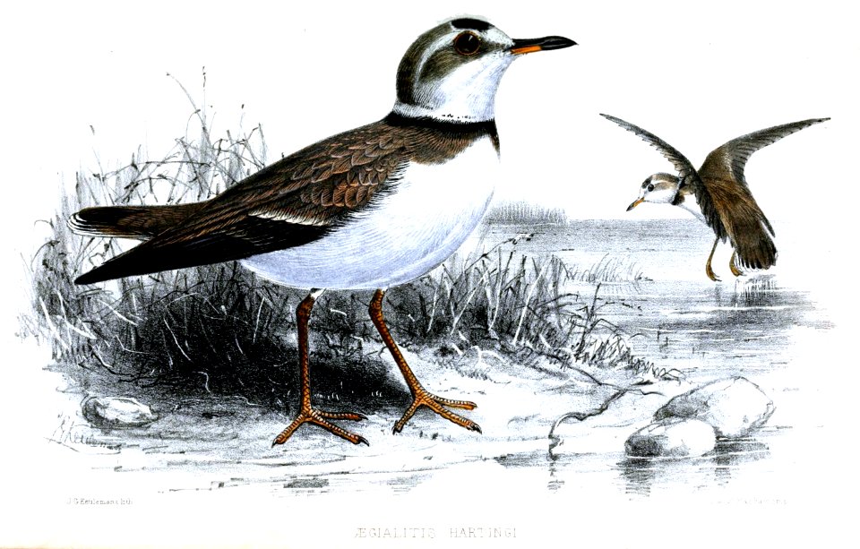 AegialitisHartingiKeulemans