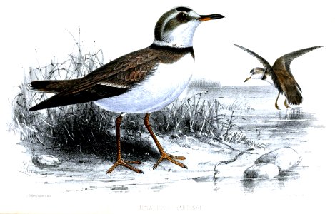 AegialitisHartingiKeulemans