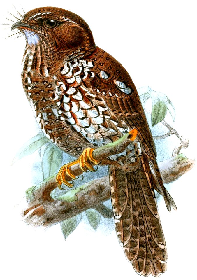 Aegotheles insignis