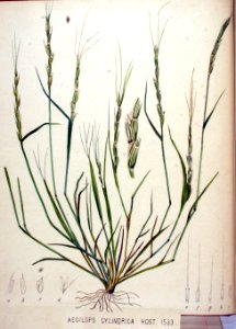 Aegilops cylindrica — Flora Batava — Volume v20