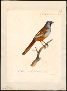 Aegithalus biarmicus - 1825-1834 - Print - Iconographia Zoologica - Special Collections University of Amsterdam - UBA01 IZ16100191