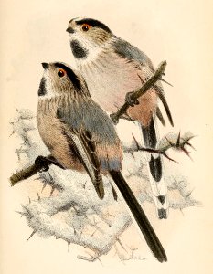 Aegithalos caudatus tephronotus 1865