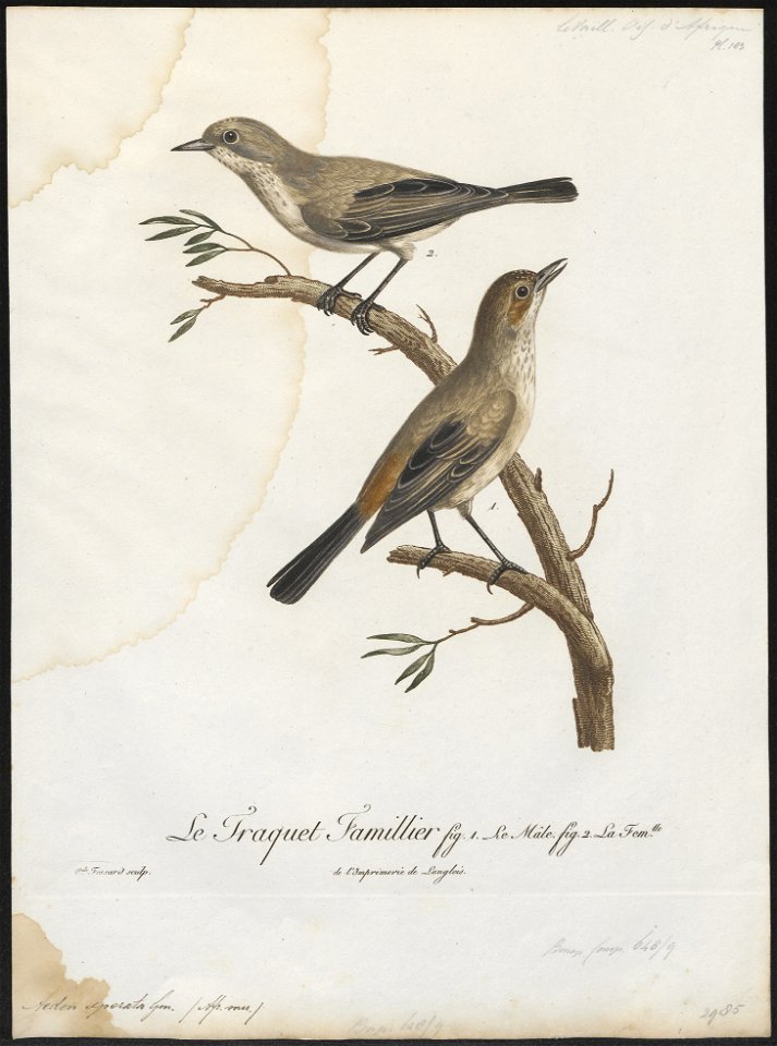 Aedon sperata - 1796-1808 - Print - Iconographia Zoologica - Special Collections University of Amsterdam - UBA01 IZ16200113