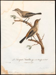 Aedon sperata - 1796-1808 - Print - Iconographia Zoologica - Special Collections University of Amsterdam - UBA01 IZ16200113
