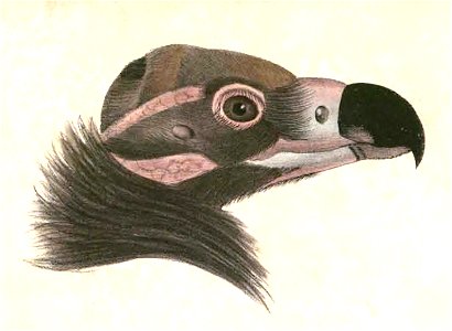Aegypius monachus Hardwicke
