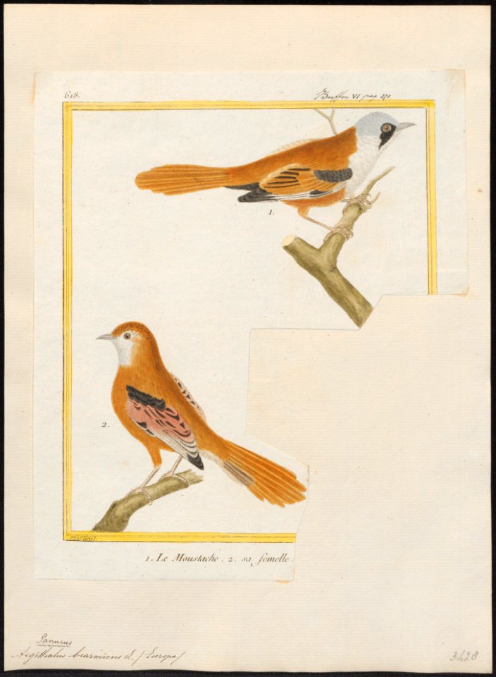 Aegithalus biarmicus - 1700-1880 - Print - Iconographia Zoologica - Special Collections University of Amsterdam - UBA01 IZ16100187