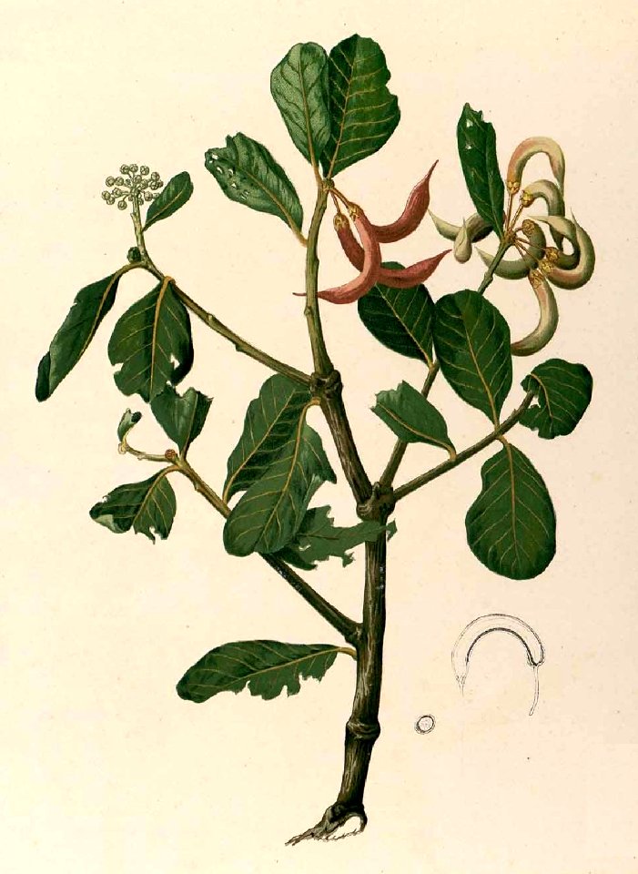 Aegiceras corniculatum Blanco1 38 cropped