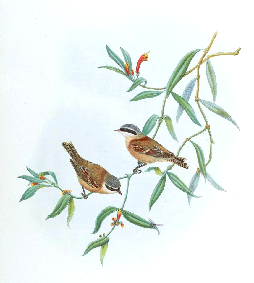 AegithalusConsobrinusGould