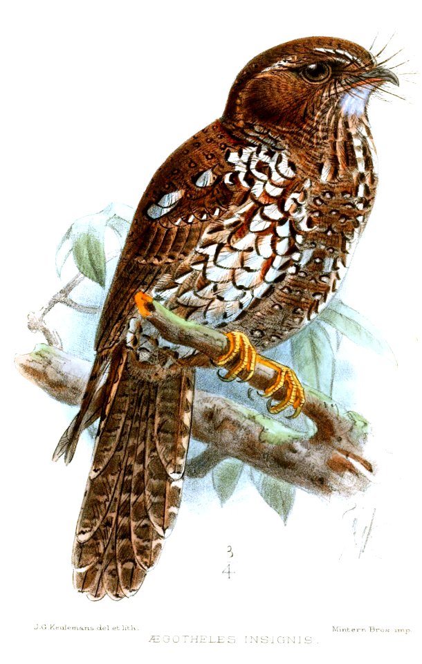 AegothelesInsignisKeulemans