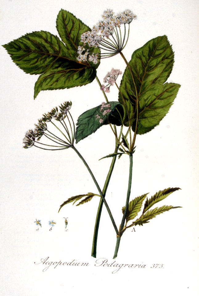 Aegopodium podagraria — Flora Batava — Volume v5
