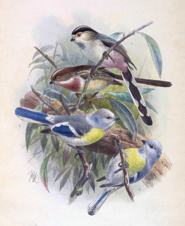 Aegithalos caudatus vinaceus & Cyanistes cyanus berezowskii 1889