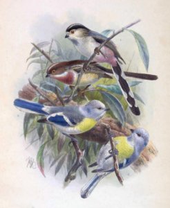 Aegithalos caudatus vinaceus & Cyanistes cyanus berezowskii 1889