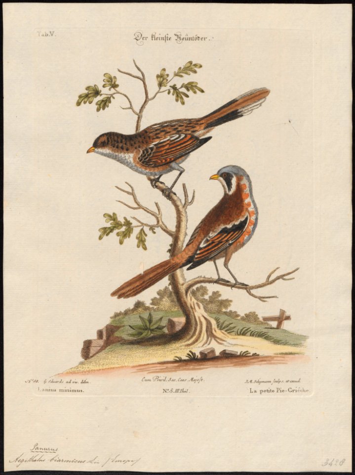 Aegithalus biarmicus - 1700-1880 - Print - Iconographia Zoologica - Special Collections University of Amsterdam - UBA01 IZ16100189