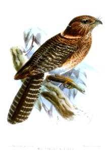 AegothelesAffinisKeulemans