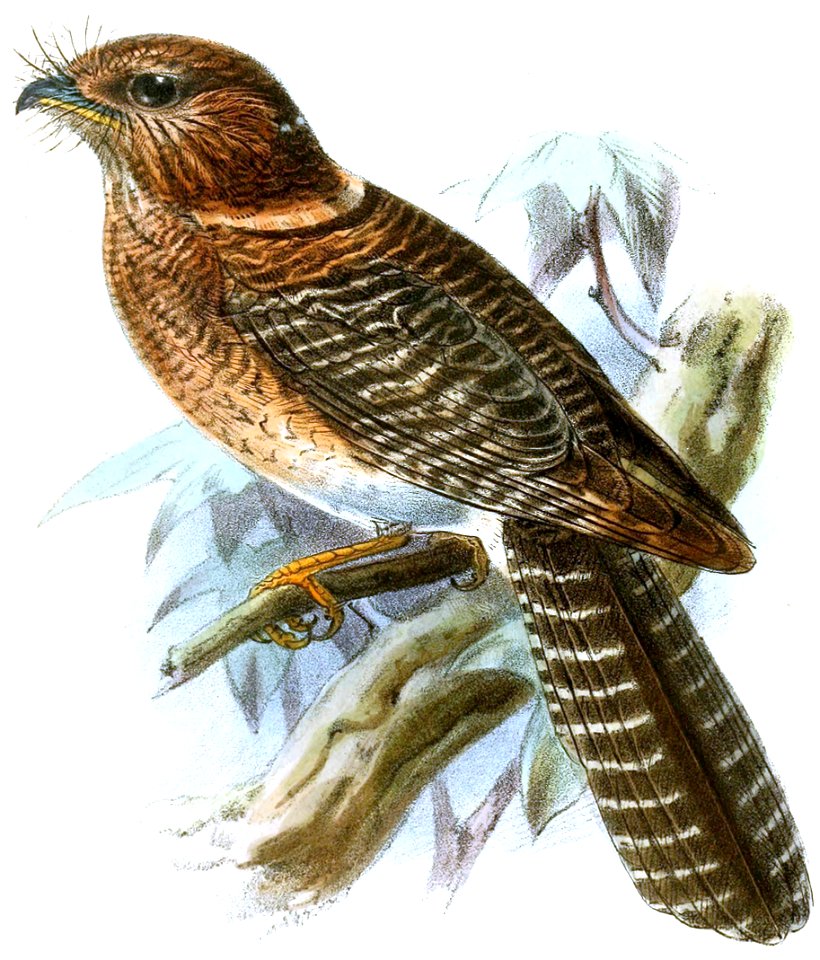 Aegotheles affinis
