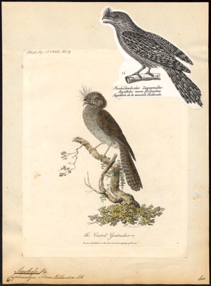 Aegotheles novae hollandiae - 1809-1845 - Print - Iconographia Zoologica - Special Collections University of Amsterdam - UBA01 IZ16700019