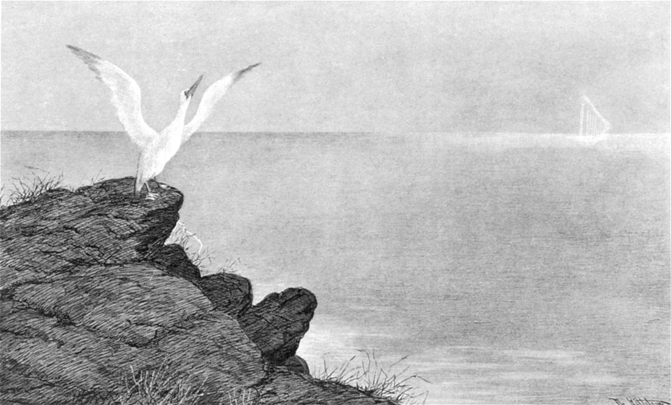 Aeolsharpen - Aeolian Harp - 1891