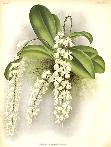 Aerangis citrata