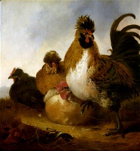 Aelbert Cuyp Rooster. Free illustration for personal and commercial use.