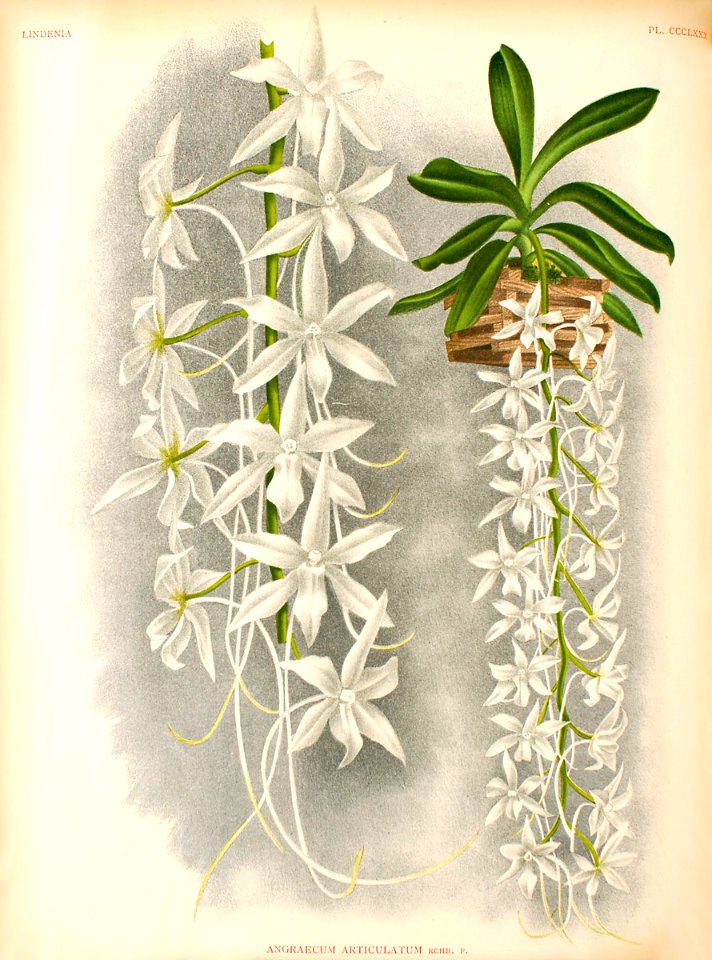 Aerangis articulata