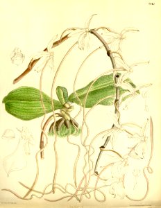 Aerangis kotschyana (as Angraecum kotschyi) - Curtis' 121 (Ser. 3 no. 51) pl. 7442 (1895). Free illustration for personal and commercial use.