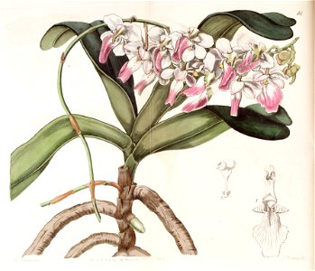 Aerides crispa or Aerides crispum - Edwards vol 28 (NS 5) pl 55 (1842). Free illustration for personal and commercial use.