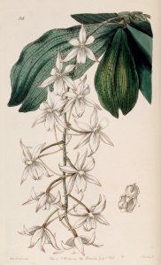 Aerangis biloba (as Angraecum bilobum) - Edwards vol 27 (NS 4) pl 35 (1841)
