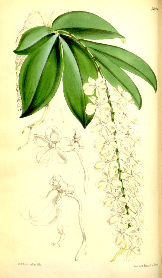 Aerangis citrata (as Angraecum citratum) - Curtis' 93 (Ser. 3 no. 23) pl. 5624 (1867)