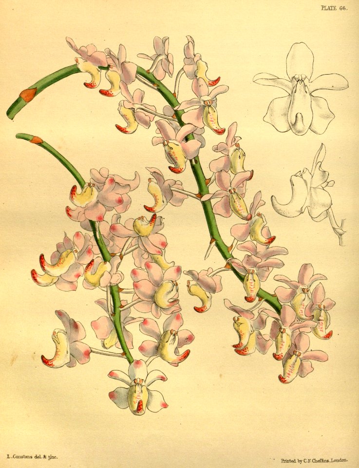 Aerides odorata Paxton 066