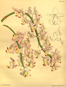 Aerides odorata Paxton 066