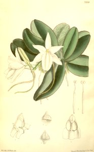 Aerangis fastuosa (as Angraecum fastuosum) - Curtis' 117 (Ser. 3 no. 47) pl. 7204 (1891)