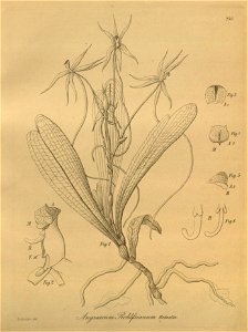 Aerangis brachycarpa (as Angraecum rohlfsianum) - Xenia 3 pl 240. Free illustration for personal and commercial use.