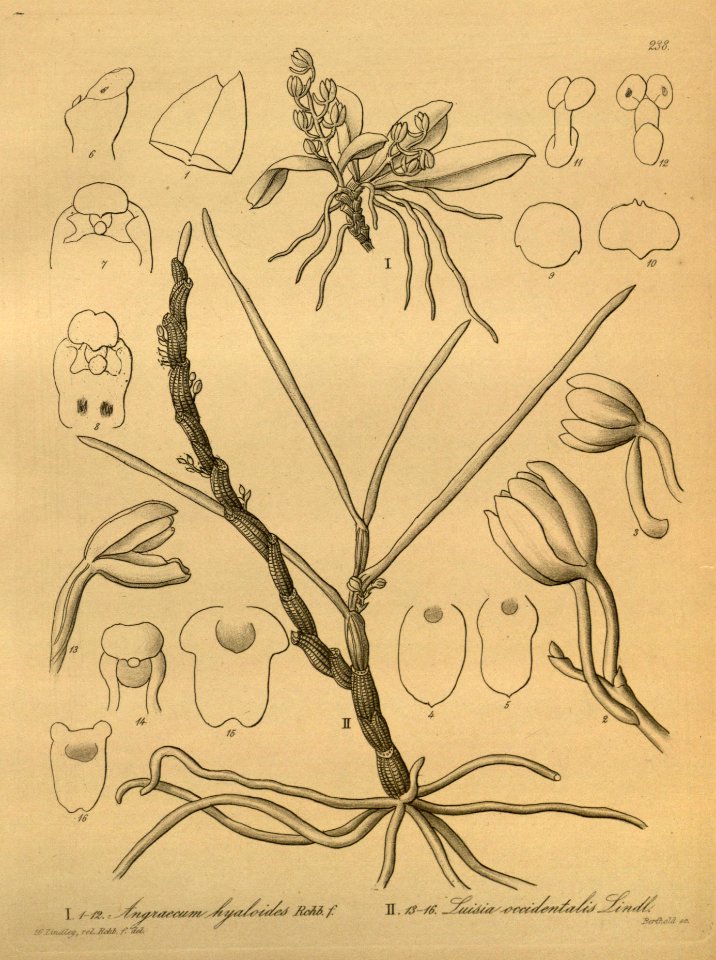 Aerangis hyaloides (as Angraecum hyaloides) - Luisia tristis (as Luisia occidentalis) - Xenia 3 pl 238
