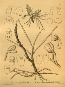 Aerangis hyaloides (as Angraecum hyaloides) - Luisia tristis (as Luisia occidentalis) - Xenia 3 pl 238