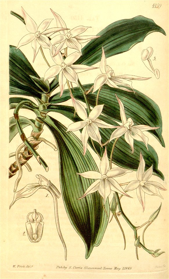 Aerangis biloba (as Angraecum apiculatum) - Curtis' 71 (Ser. 3 no. 1) pl. 4159 (1845)