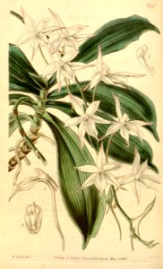 Aerangis biloba (as Angraecum apiculatum) - Curtis' 71 (Ser. 3 no. 1) pl. 4159 (1845)