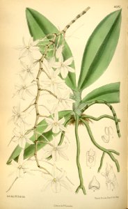 Aerangis modesta (as Angraecum modestum) - Curtis' 109 (Ser. 3 no. 39) pl. 6693 (1883)