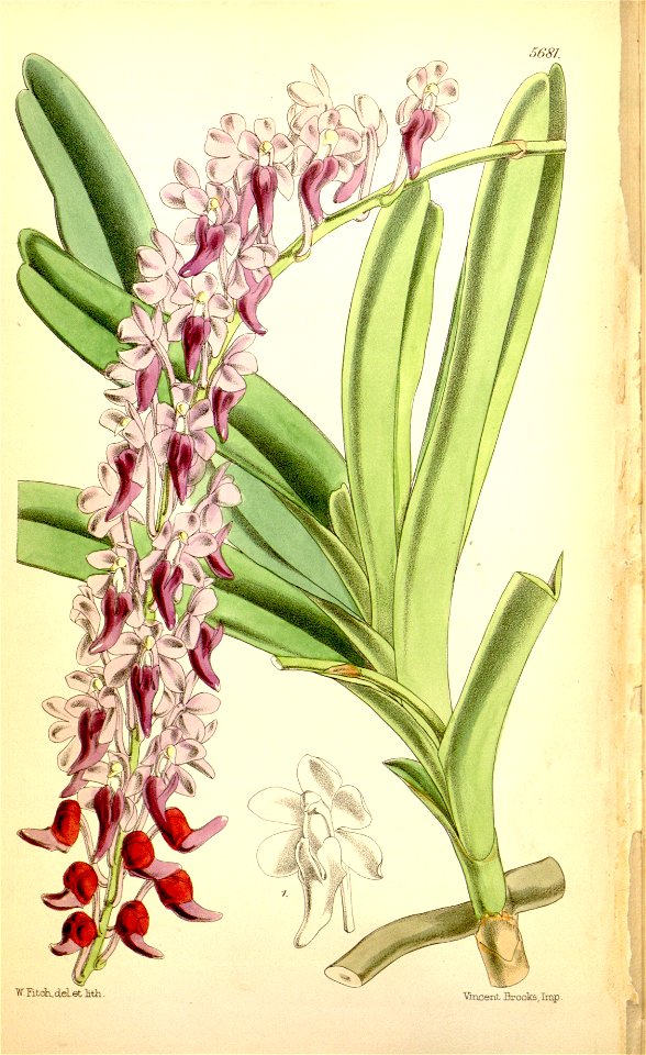 Aerides huttonii (as Saccolabium huttonii, spelled Saccolabium huttoni) - Curtis' 93 (Ser. 3 no. 23) pl. 5681 (1867)
