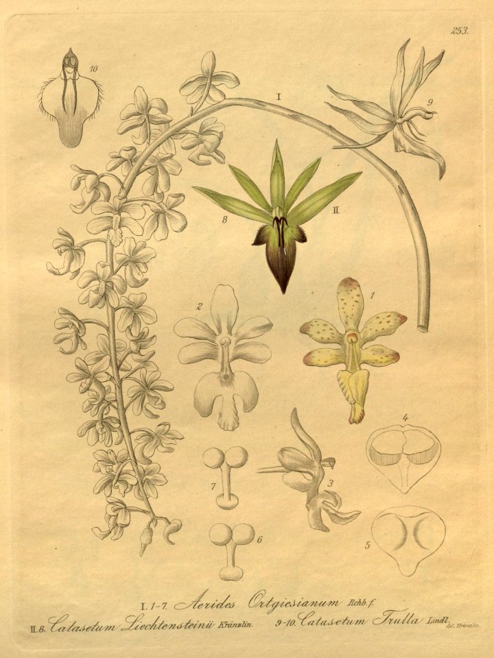 Aerides roebelenii (as A. ortgiesianum) - Catasetum socco (as C. lichtensteinii and C. trulla) - Xenia 3 pl 253