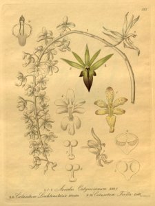 Aerides roebelenii (as A. ortgiesianum) - Catasetum socco (as C. lichtensteinii and C. trulla) - Xenia 3 pl 253
