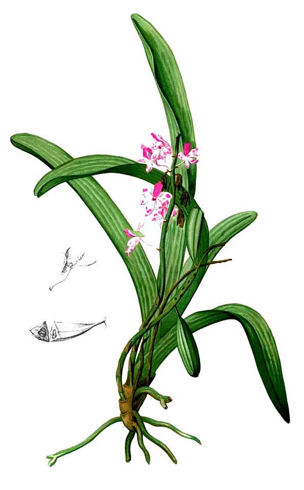 Aerides sp Blanco2.408-cropped