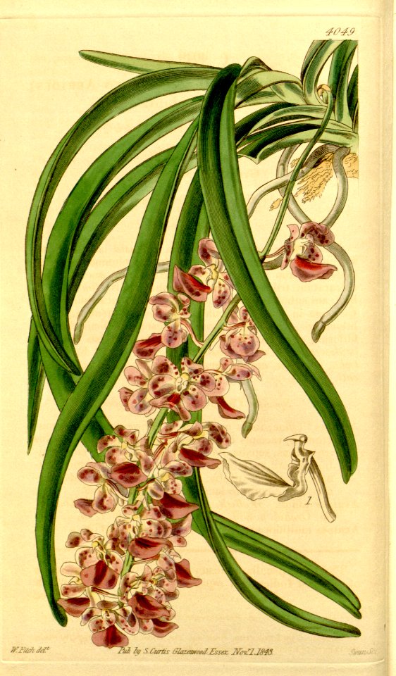 Aerides multiflora (as Aerides affinis) - Curtis' 70 (N.S. 17) pl. 4049 (1844)