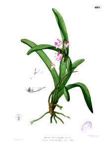Aerides sp Blanco2.408