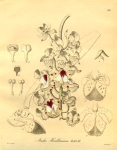 Aerides houlletiana - Xenia 3 pl 204