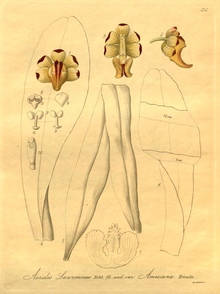Aerides lawrenciae - Xenia 3-252 (1892)