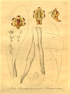 Aerides lawrenciae - Xenia 3-252 (1892)