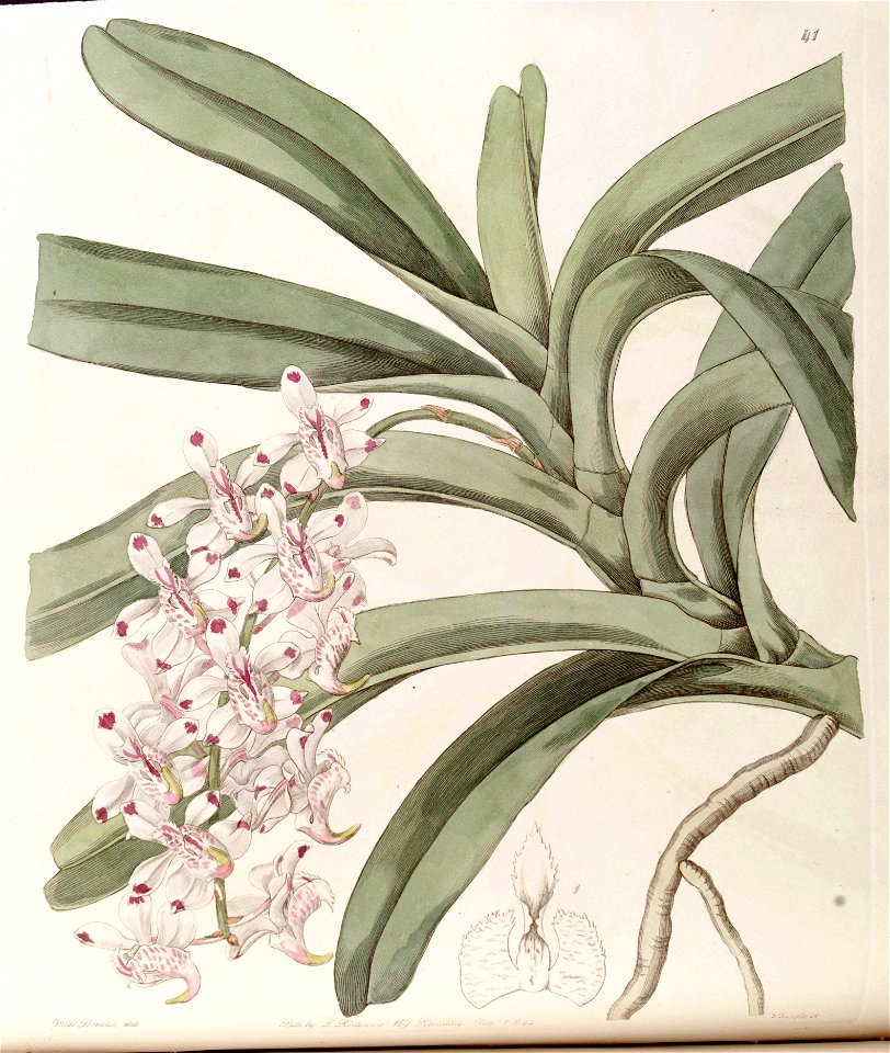 Aerides odoratum (as Aerides virens) - Edwards vol 30 (NS 7) pl 41 (1844)