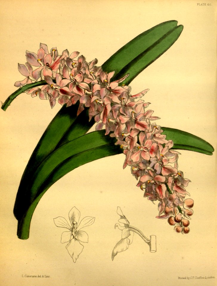 Aerides rosea Paxton 060